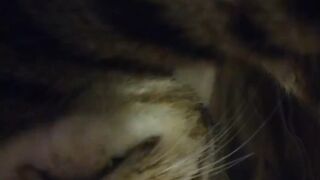 Adorable Kitten Waking Up