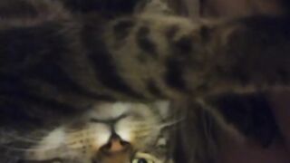 Adorable Kitten Waking Up