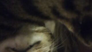 Adorable Kitten Waking Up